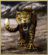 leopard.jpg
