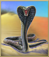 Aukce_Spitting_Cobra.jpg