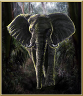 Arena_Elephant.jpg